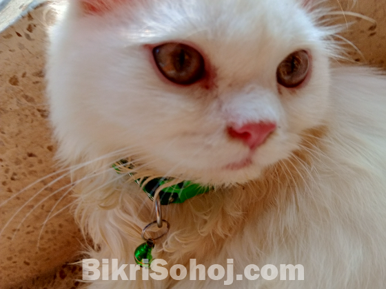 Pure long breed 3 coded Persian